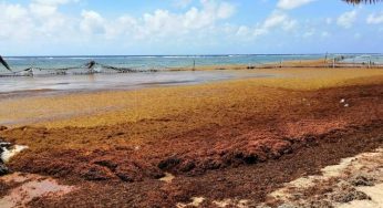 Buscan una pronta atención al sargazo en las costas del sur del estado
