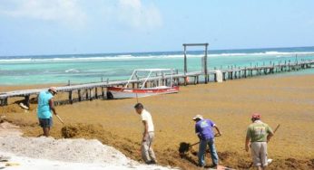 Incrementaría recale de sargazo en costas de Quintana Roo