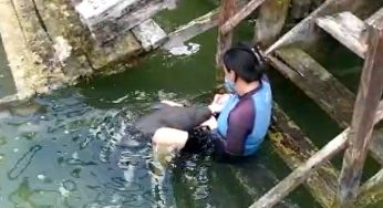 Cría de manatí continúa su rehabilitación en el Carma