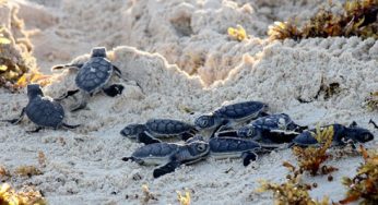 Tortugas en peligro en Cozumel