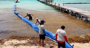 Continúa colocación de barreras anti sargazo