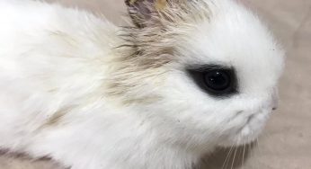 Niño le corta las orejas a su conejo
