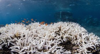 Corales en peligro en la Riviera Maya