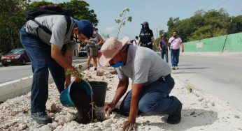Aguakan impulsa la reforestación en Benito Juárez