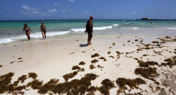 Disminuirá arribo de sargazo a las playas en el Caribe Mexicano: SEMAR