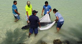 Recala y fallece un cachalote en Holbox