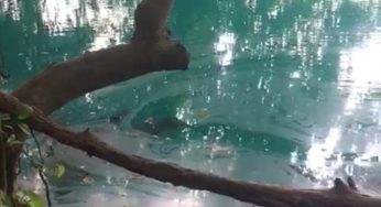 La Procuraduría de Protección al Ambiente solicitarán un informe del Cenote Azul