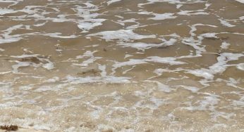 CAPTAN A UN COCODRILO NADANDO EN PLAYAS DE TULUM