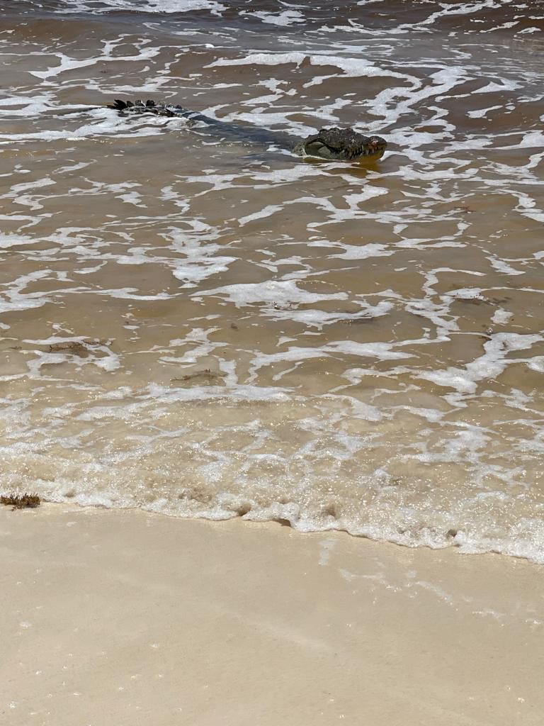 CAPTAN A UN COCODRILO NADANDO EN PLAYAS DE TULUM