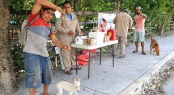 AVANZA LA JORNADA DE VACUNACIÓN CANINA Y FELINA EN ISLA MUJERES
