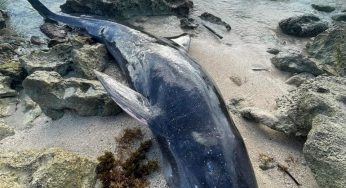 Recala orca negra en playa de Cozumel, el cetáceo estaba muerto