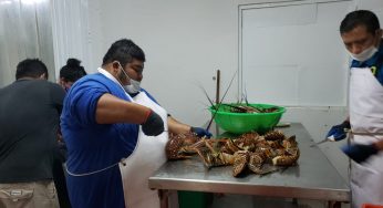 Sufren pecadores, preocupados por la baja venta de langostas