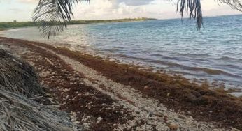 Primeros recales de macroalgas en Mahahual, Piden realizar ya los acuerdos contra este fenómeno