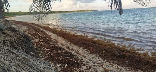 Primeros recales de macroalgas en Mahahual, Piden realizar ya los acuerdos contra este fenómeno