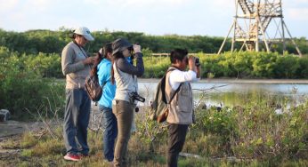 Realizan primer monitoreo de aves del año en punta sur