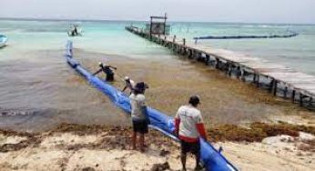 Alistan la instalación de barrera antisargazo en Mahahual