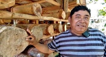 Impulsan cuidado de la abeja melipona