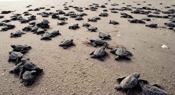 Isla Contoy: un santuario de tortugas, declarado por SemarnatSon en total 17 playas en el país que fueron destinadas para el desarrollo y conservación de esta especie