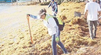 Facilitarán el aprovechamiento del sargazo en Quintana Roo