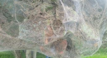 Deforestación, detrás del alza del mosco bobo en el Sur de la entidad