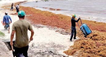 Recolectan mil toneladas de sargazo en Tulum