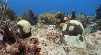 Enfermedad de síndrome blanco llega a niveles ‘criticos’ en el Caribe Mexicano