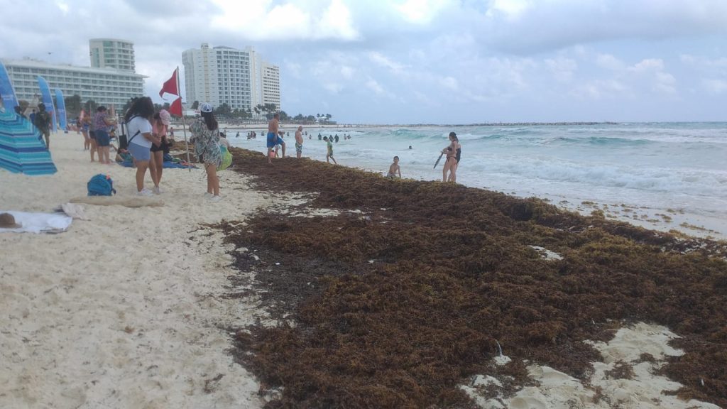 Inunda sargazo a playa Gaviota Azul en Cancún