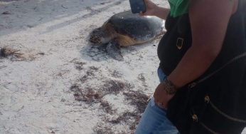 Llega la primera tortuga a Holbox por la temporada de desove