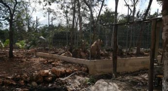 Zoológico de Chetumal, sin recursos para resguardar a leones rescatados