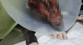 Lanzan campaña para salvar al perrito Valentín