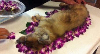 Al menos una mascota envenenada al día se registra en Chetumal