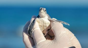 Gobierno de Atenea Gómez Ricalde redobla esfuerzos para proteger tortugas marinas