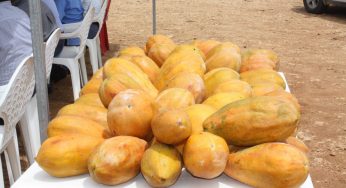Lamentan productores de papaya maradol falta de apoyos para impulsar producción en José María Morelos