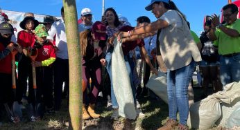 Se plantaron 5 mil 500 árboles en los 11 municipios de Q.Roo