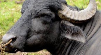 Ganaderos de José María Morelos, interesados en la crianza de búfalos