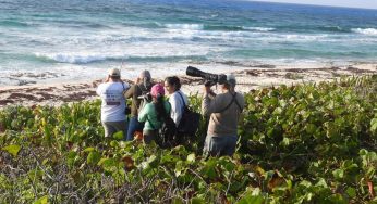 Promueven a Cozumel como un sitio privilegiado para el aviturismo