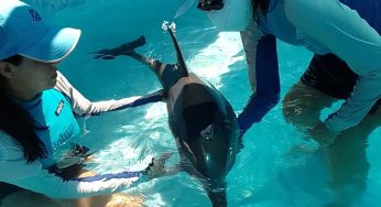 Someterá a voto Congreso local exhorto al Senado para prohibir uso de delfines en espectáculos