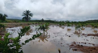 En riesgo, cultivos de limón en José María Morelos por inundaciones