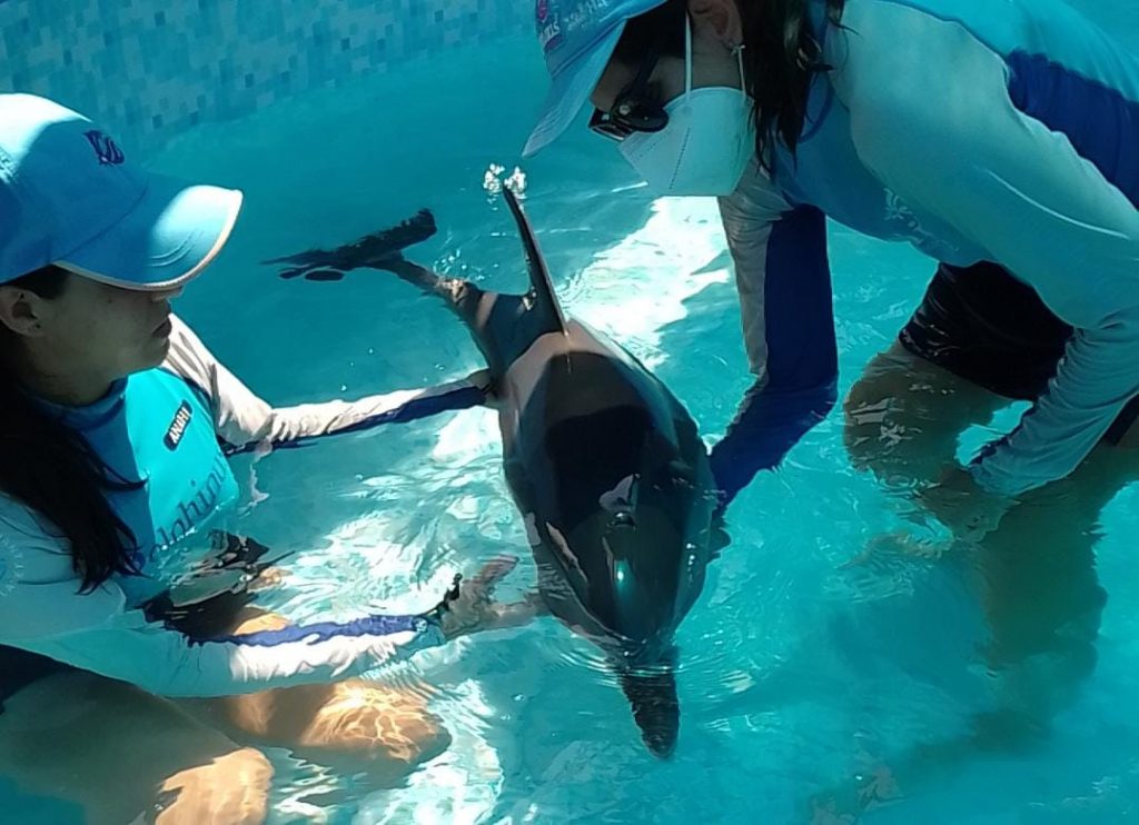 Exigen un alto a la explotación de delfines