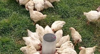 Rastros para aves operan de forma insalubre por falta de reglamento en Chetumal