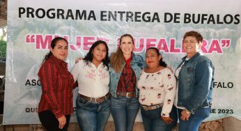Impulsan la crianza de búfalos en la Zona Continental de Isla Mujeres