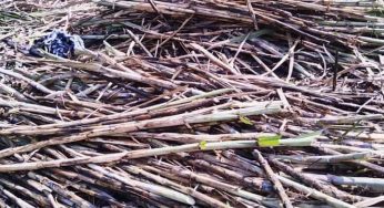 Producen nuevas variedades de caña
