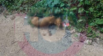 Vecinos de Chiquilá piden investigar muertes de perros