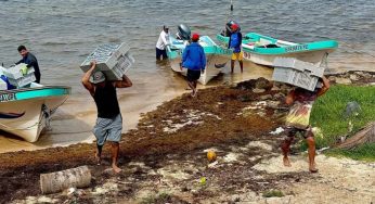 A la baja comercialización de langosta en Cozumel