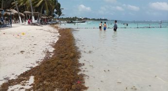 Refuerzan personal para limpieza de sargazo en playas de Mahahual