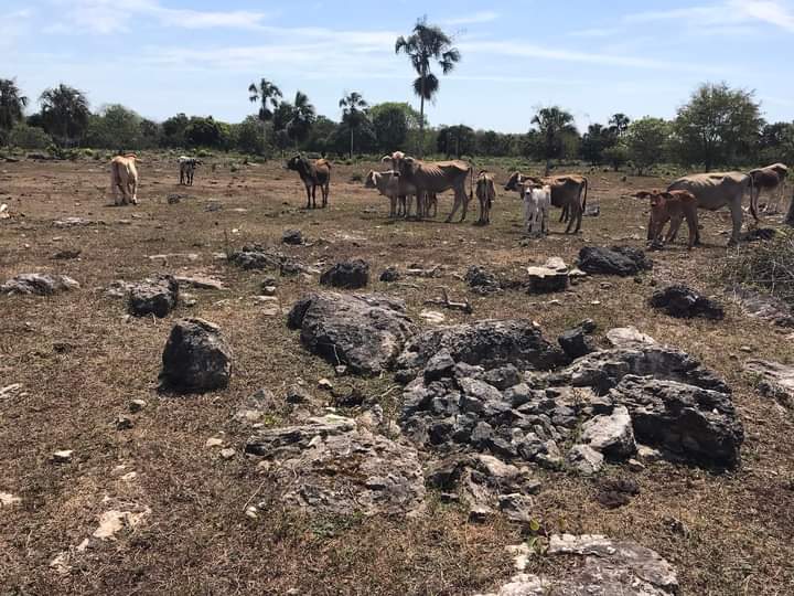 Sequía de 4 meses impacta jagüeyes de ranchos del sur de Quintana Roo