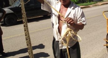 Alertan por proliferación de víboras en Lázaro Cárdenas, tras lluvias