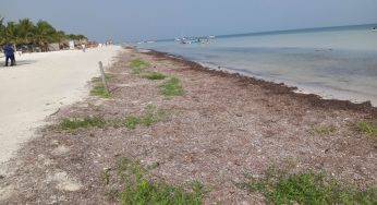 Aprovechan sargazo para recuperar playas de Holbox