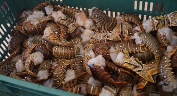 Pescadores de Chiquilá y Holbox esperan repuntar ventas con temporada de langosta