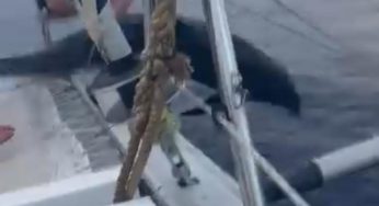 Delfín acompañó a turistas al saltar dentro de un catamarán en Cozumel